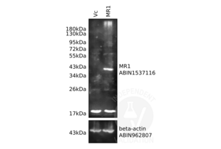 Western Blotting validation image for anti-Actin, beta (ACTB) antibody (ABIN962807)
